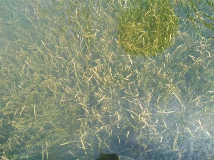 沉水植物苦草